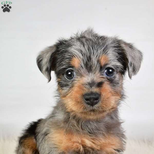 Emma, Yorkie Poo Puppy