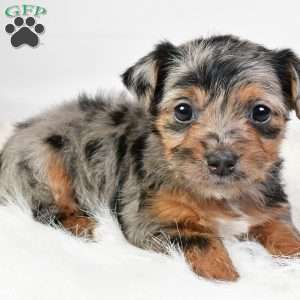 Ellie, Yorkie Poo Puppy