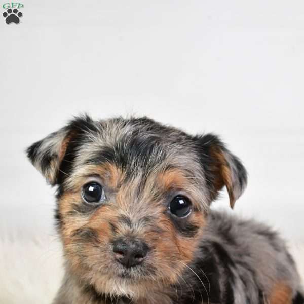 Ellie, Yorkie Poo Puppy