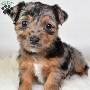 Ellie, Yorkie Poo Puppy