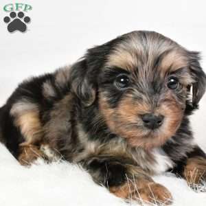 Franky, Yorkie Poo Puppy