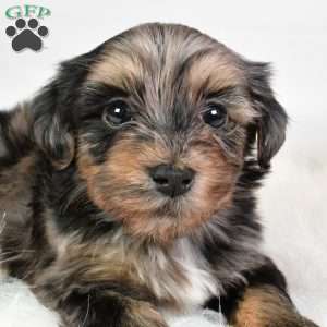 Franky, Yorkie Poo Puppy