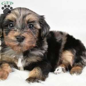 Franky, Yorkie Poo Puppy