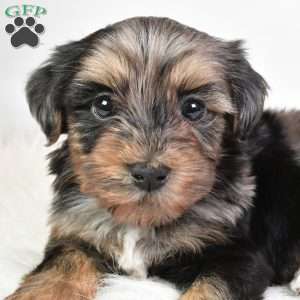 Franky, Yorkie Poo Puppy