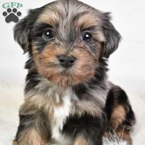 Franky, Yorkie Poo Puppy