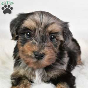 Franky, Yorkie Poo Puppy