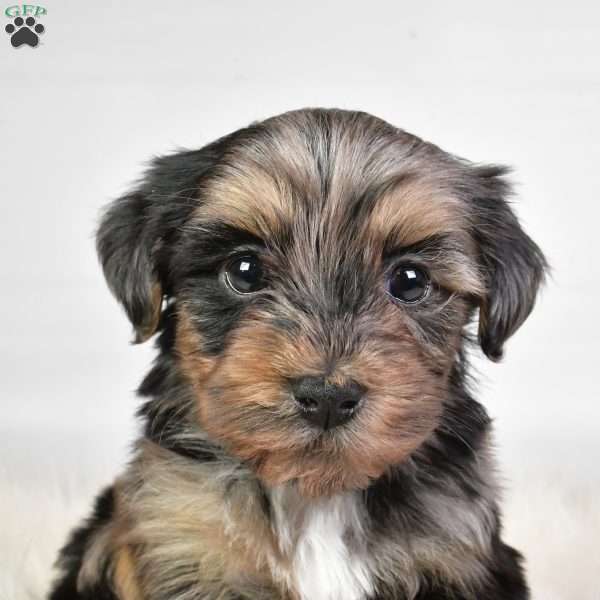 Franky, Yorkie Poo Puppy