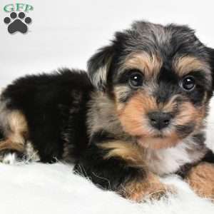 Freddy, Yorkie Poo Puppy