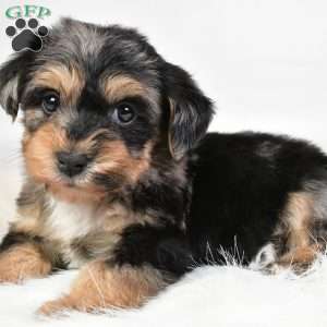 Freddy, Yorkie Poo Puppy