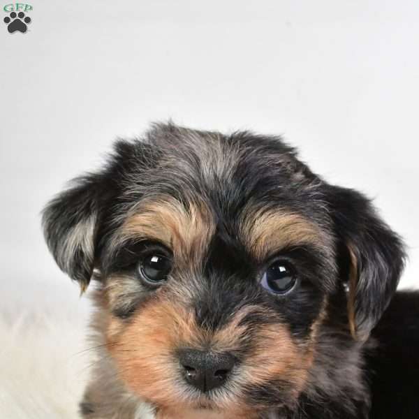 Freddy, Yorkie Poo Puppy