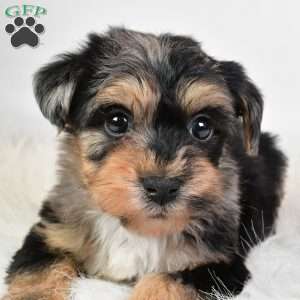 Freddy, Yorkie Poo Puppy