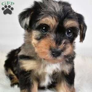 Freddy, Yorkie Poo Puppy