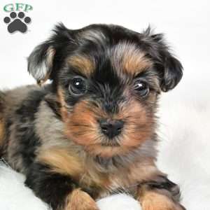 Fiona, Yorkie Poo Puppy