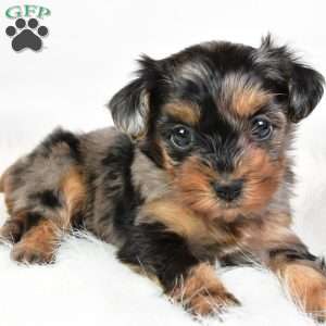 Fiona, Yorkie Poo Puppy