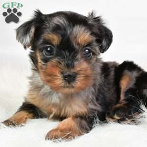 Fiona, Yorkie Poo Puppy