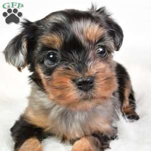 Fiona, Yorkie Poo Puppy