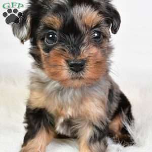 Fiona, Yorkie Poo Puppy