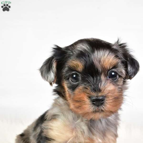 Fiona, Yorkie Poo Puppy