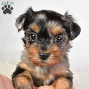 Fiona, Yorkie Poo Puppy