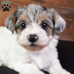 Felicity, Yorkie Poo Puppy