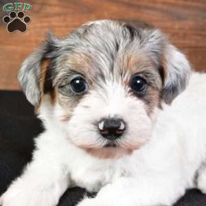 Felicity, Yorkie Poo Puppy