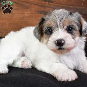 Felicity, Yorkie Poo Puppy