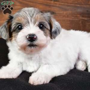 Felicity, Yorkie Poo Puppy