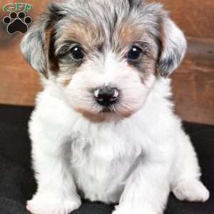 Felicity, Yorkie Poo Puppy