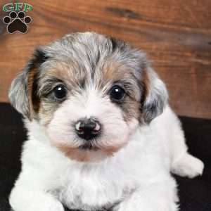 Felicity, Yorkie Poo Puppy