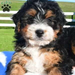 Avery, Australian Mountain Doodle Puppy