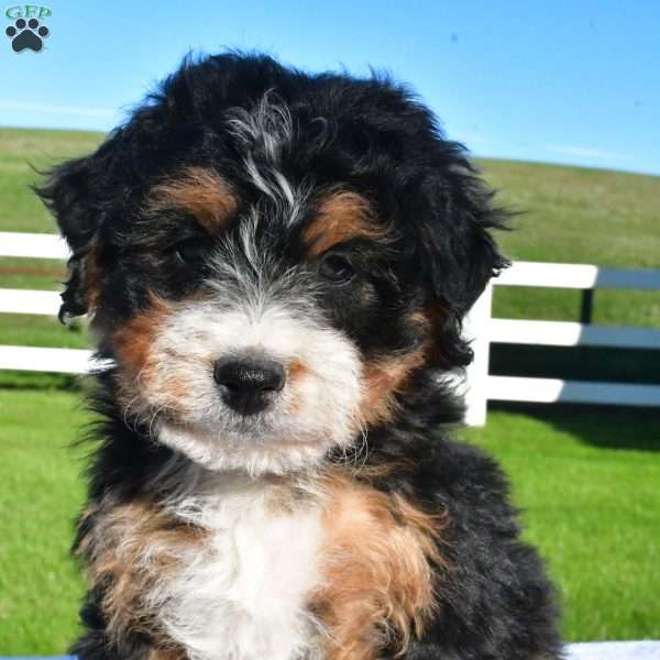 Avery, Australian Mountain Doodle Puppy