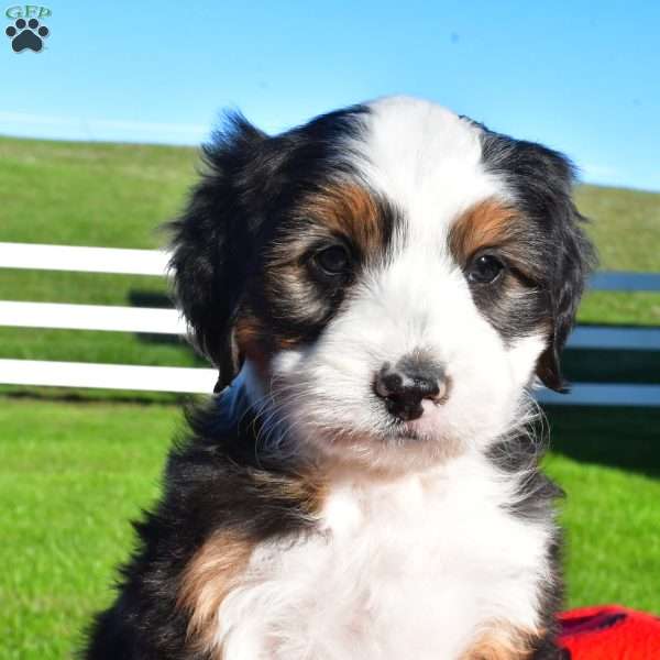 Asher, Australian Mountain Doodle Puppy