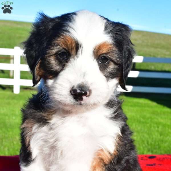 Asher, Australian Mountain Doodle Puppy