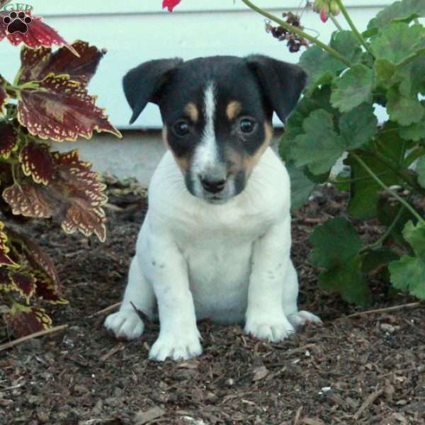 Daffodil, Jack Russell Terrier Puppy