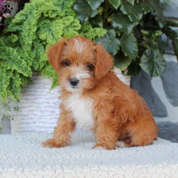 Daffodil, Miniature Poodle Mix Puppy