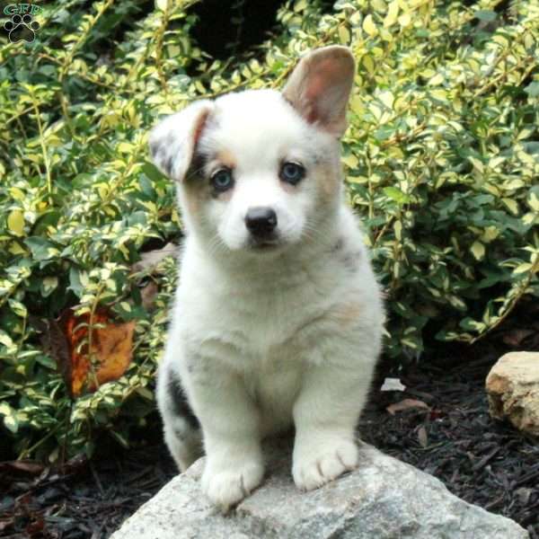 Daffodil, Pembroke Welsh Corgi Puppy