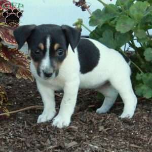 Daffodil, Jack Russell Terrier Puppy