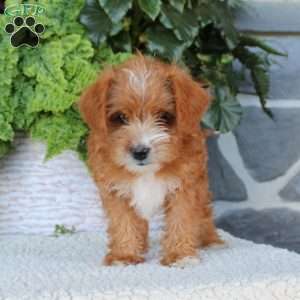 Daffodil, Miniature Poodle Mix Puppy