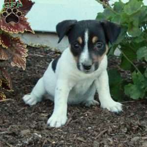 Daffodil, Jack Russell Terrier Puppy