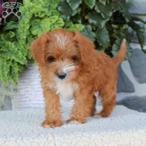 Daffodil, Miniature Poodle Mix Puppy