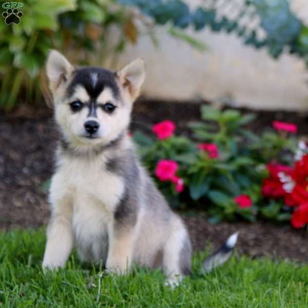 Daffodil, Pomsky Puppy