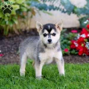 Daffodil, Pomsky Puppy