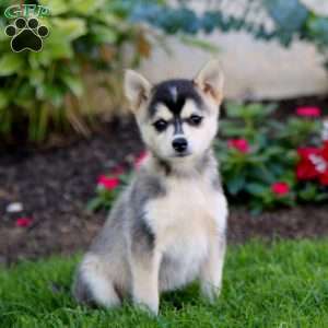 Daffodil, Pomsky Puppy