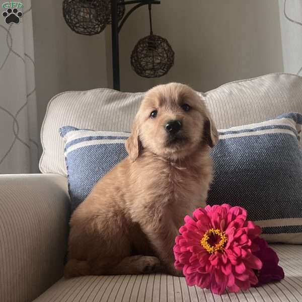 Daffodil, Golden Retriever Puppy