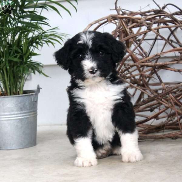 Dahlia, Bernedoodle Puppy