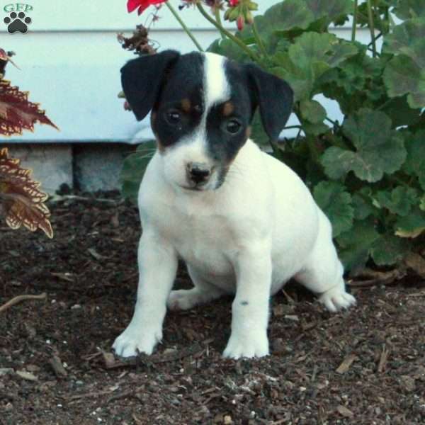 Dahlia, Jack Russell Terrier Puppy