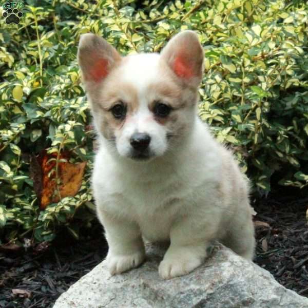 Dahlia, Pembroke Welsh Corgi Puppy