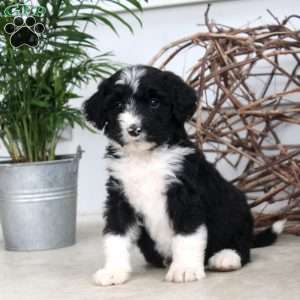 Dahlia, Bernedoodle Puppy