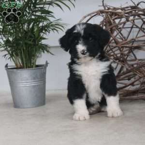 Dahlia, Bernedoodle Puppy