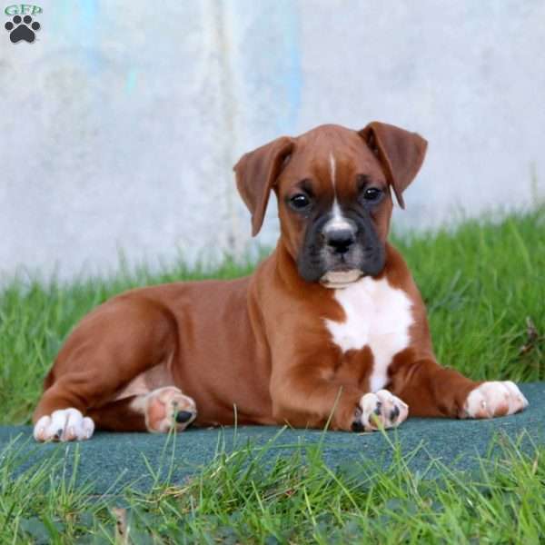 Dahlia, Boxer Puppy